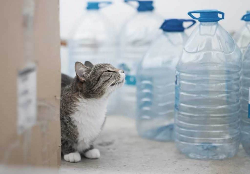 Is Reverse Osmosis Water Good for Cats? A Definitive Answer Water