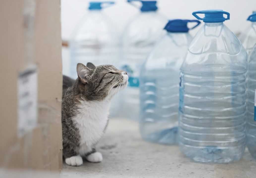 Is Reverse Osmosis Water Good for Cats? A Definitive Answer Water