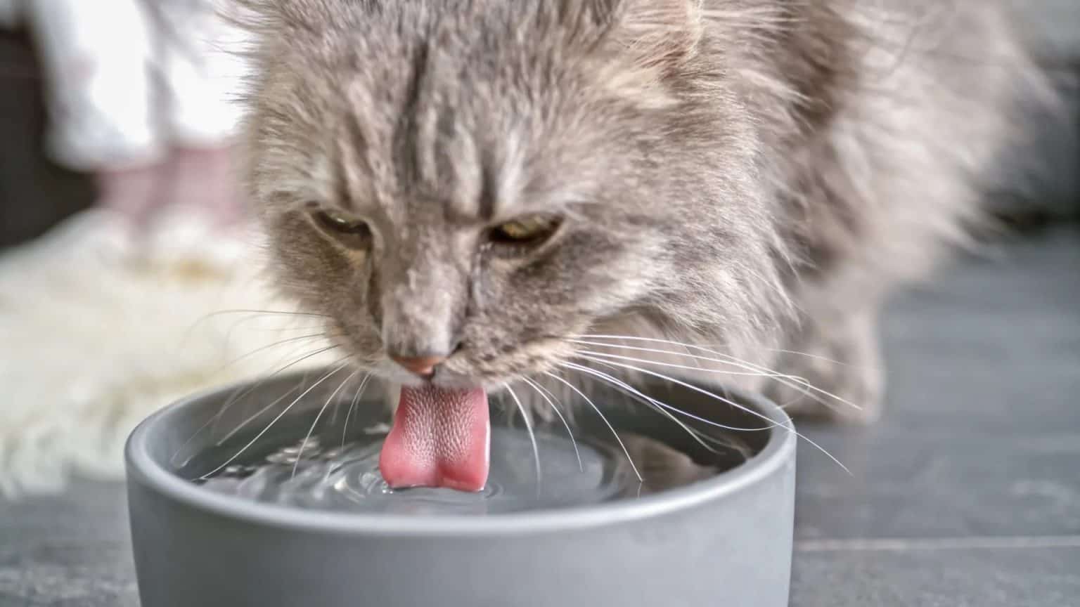 Is Reverse Osmosis Water Good for Cats? A Definitive Answer Water
