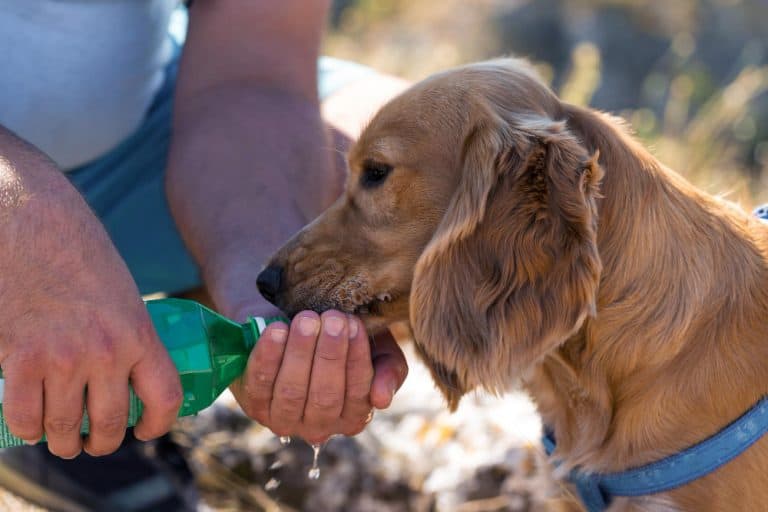 Is Reverse Osmosis Water Good for Dogs? The Definitive Answer Water