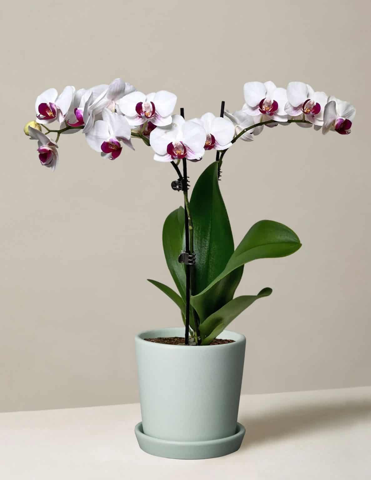 Is Reverse Osmosis Water Good for Plants? The Pros and Cons Water