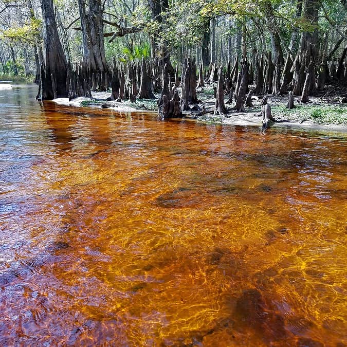 Do Carbon Filters Remove Tannins? Water Treatment