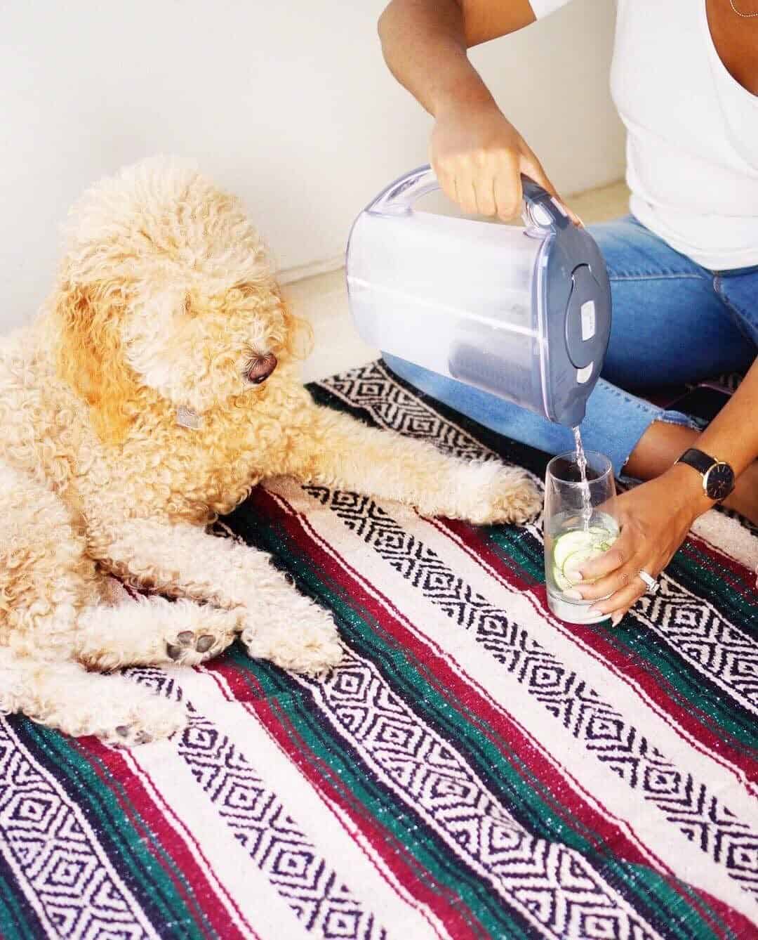 Is It Safe to Give My Dog Brita Filtered Water? Water Treatment