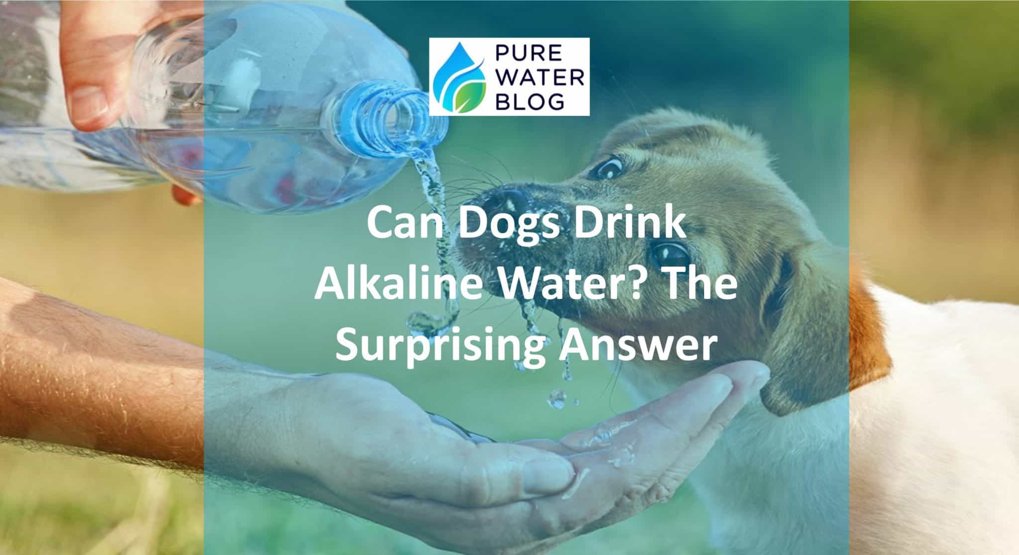 Can Dogs Drink Alkaline Water? The Surprising Answer Water Treatment
